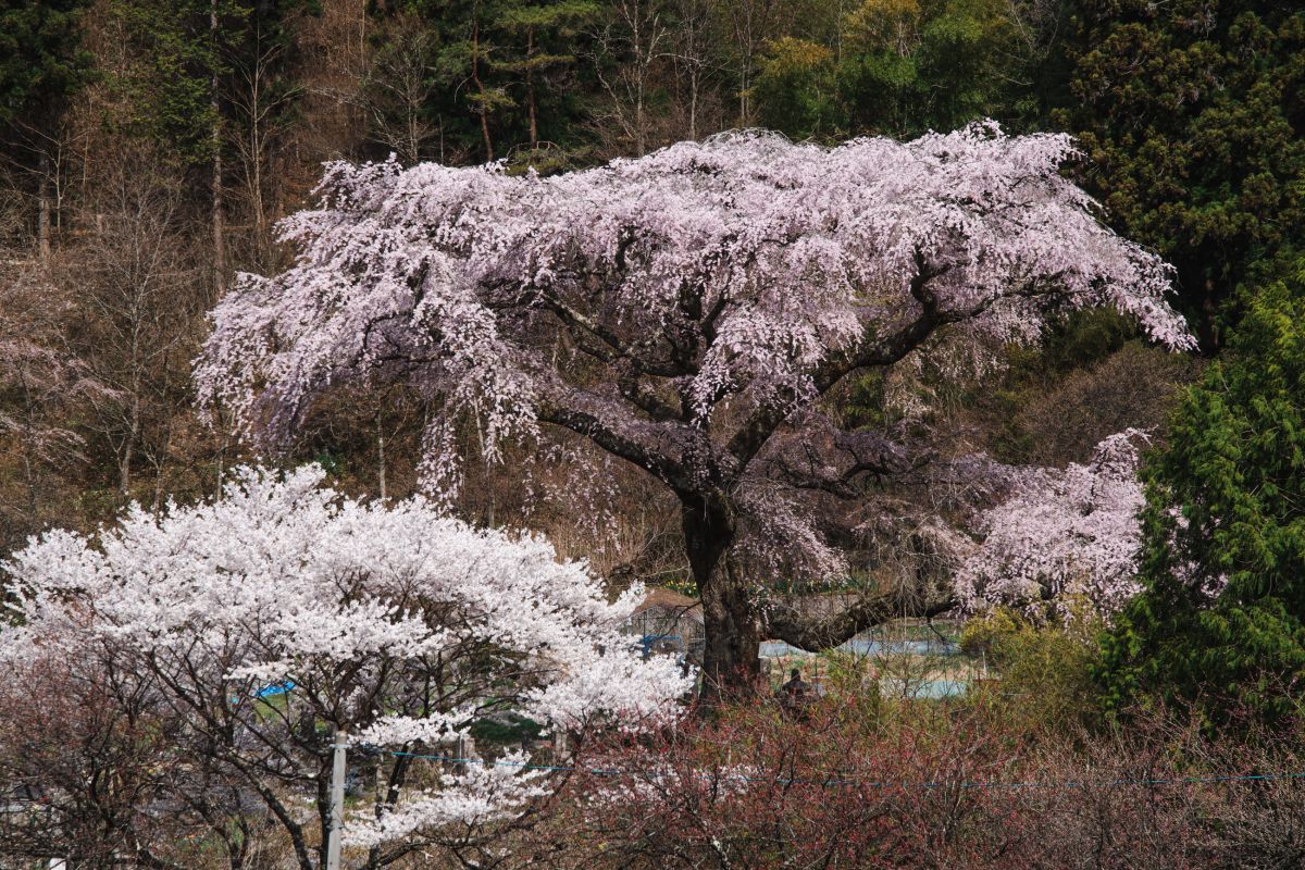 南信州の桜旅　黒船桜